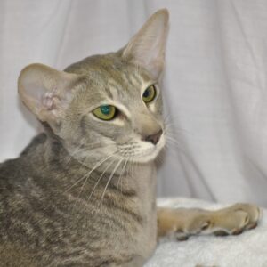 cat-grey