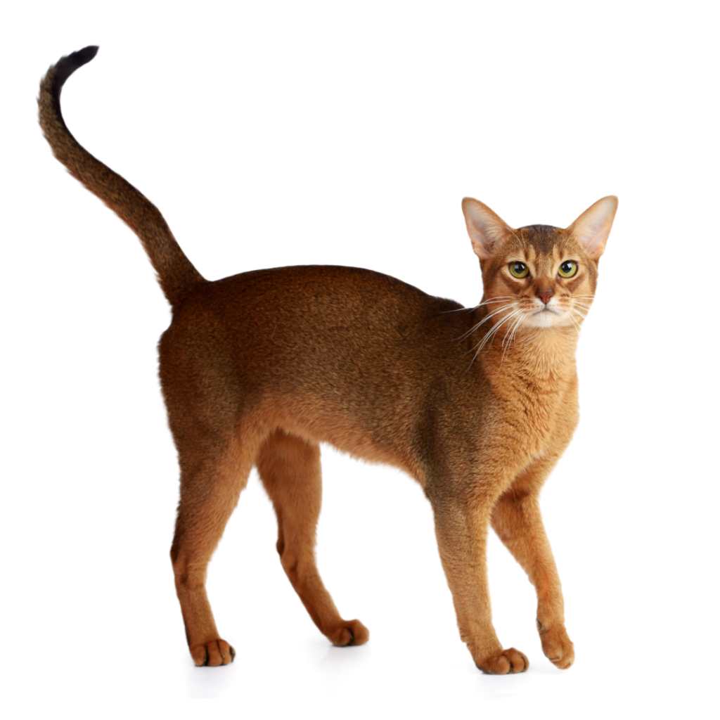 Abyssinian | NSW CFA