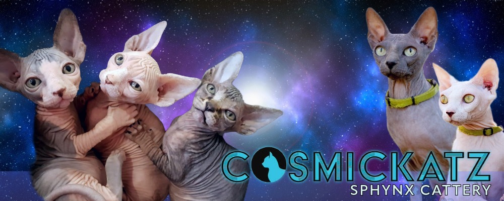Banner for CosmicKatz Cattery