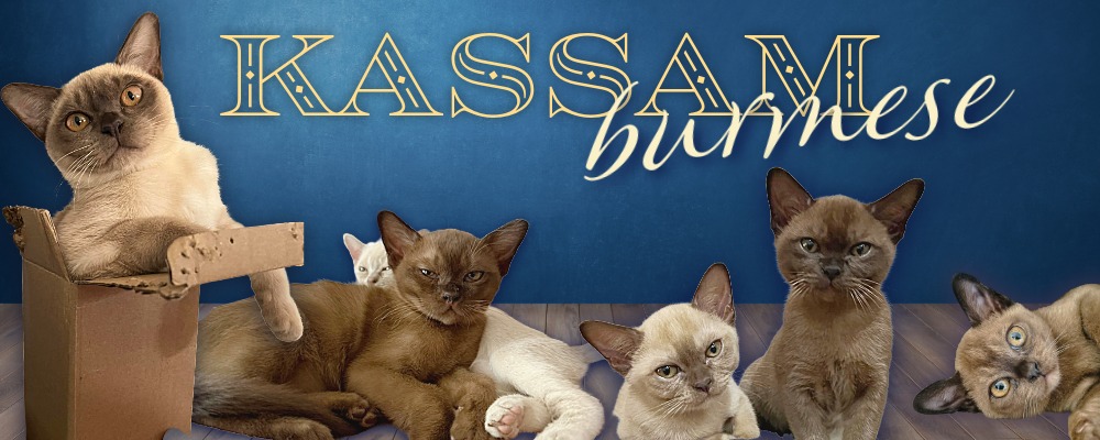 Banner for Kassam Burmese