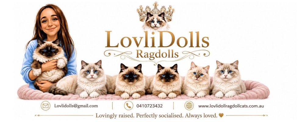 BANNER for Lovlidolls Ragdolls