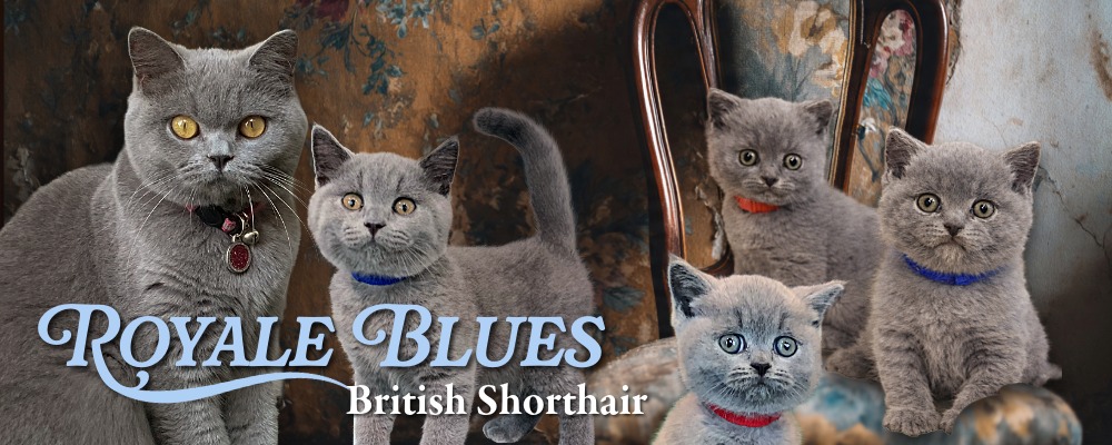 BANNER for Royale Blues