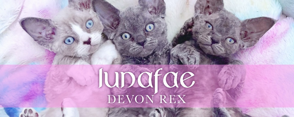 Lunafae Devon Rex Breeder Banner