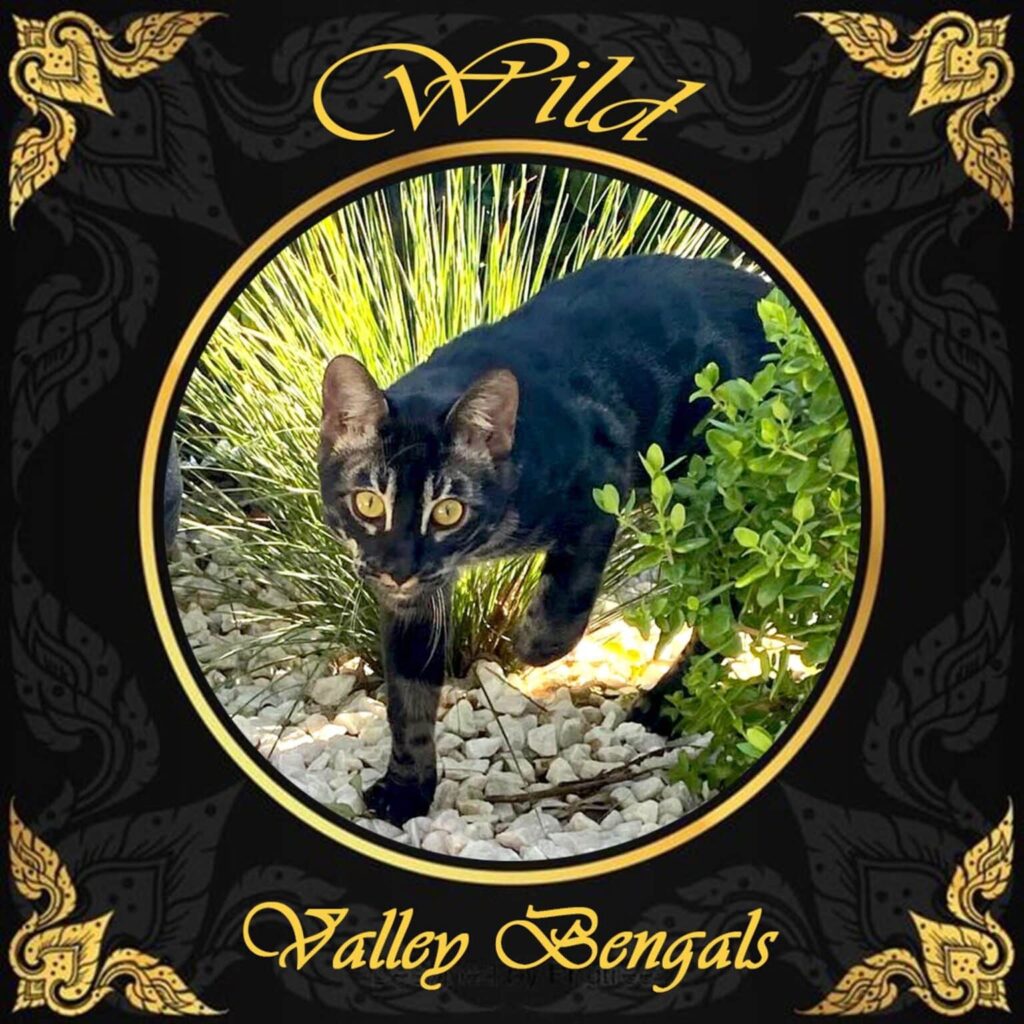 wild-valley-bengal