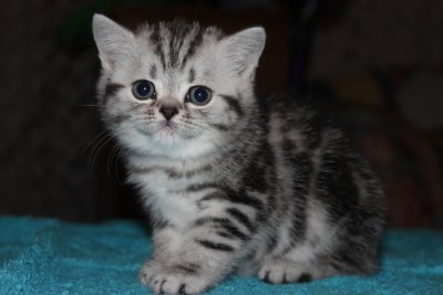 Willow_9_April_17