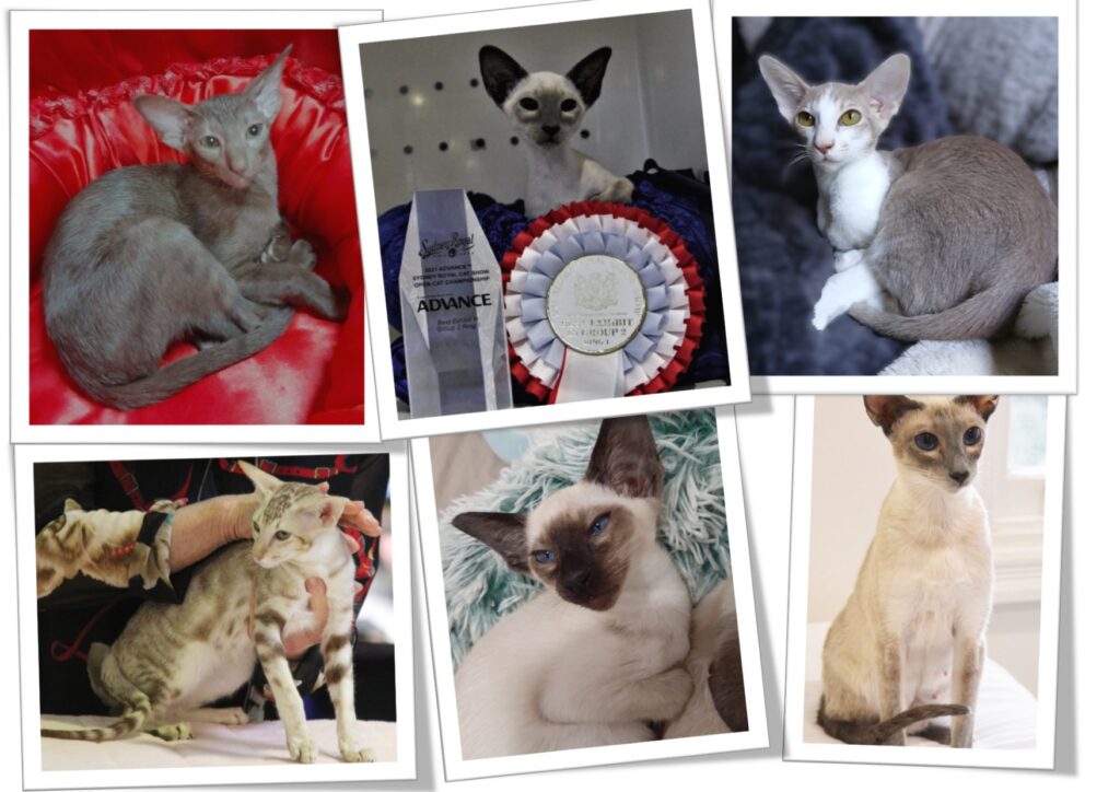 shilohsiamese